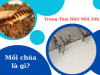 Mối chúa là gì?