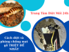 Cách diệt và phòng chống mọt gỗ TRIỆT ĐỂ NHẤT