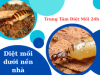 Diệt mối dưới nền nhà