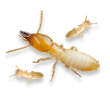 Dịch vụ diệt mối