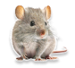 Dịch vụ diệt chuột