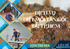 Dịch Vụ Diệt Mối Tại TP. Hồ Chí Minh Hiệu Quả, Giá Rẻ
