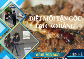 Dịch Vụ Diệt Mối Tại Cao Bằng Hiệu Quả, Giá Rẻ