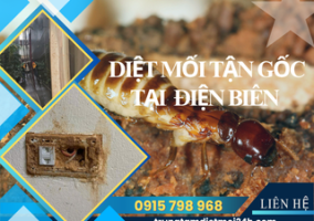 Dịch Vụ Diệt Mối Tại Điện Biên Hiệu Quả, Giá Rẻ