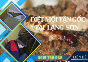 Dịch Vụ Diệt Mối Tại Lạng Sơn Hiệu Quả, Giá Rẻ