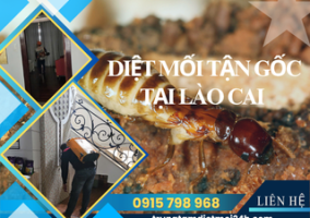 Dịch Vụ Diệt Mối Tại Lào Cai Hiệu Quả, Giá Rẻ