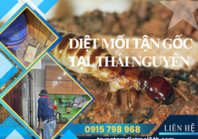 Dịch Vụ Diệt Mối Tại Thái Nguyên Hiệu Quả, Giá Rẻ