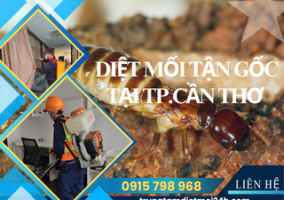 Dịch Vụ Diệt Mối Tại TP. Cần Thơ Hiệu Quả, Giá Rẻ
