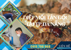 Dịch Vụ Diệt Mối Tại TP. Đà Nẵng Hiệu Quả, Giá Rẻ