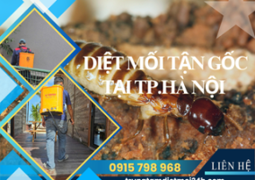 Dịch Vụ Diệt Mối Tại TP. Hà Nội Hiệu Quả, Giá Rẻ