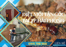 Dịch Vụ Diệt Mối Tại TP. Hải Phòng Hiệu Quả, Giá Rẻ