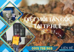 Dịch Vụ Diệt Mối Tại TP. Huế Hiệu Quả, Giá Rẻ