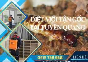 Dịch Vụ Diệt Mối Tại Tuyên Quang Hiệu Quả, Giá Rẻ