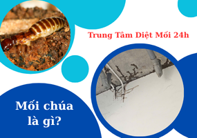 Mối chúa là gì?