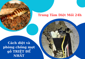 Cách diệt và phòng chống mọt gỗ TRIỆT ĐỂ NHẤT