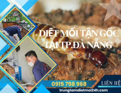 Dịch Vụ Diệt Mối Tại TP. Đà Nẵng Hiệu Quả, Giá Rẻ