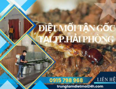 Dịch Vụ Diệt Mối Tại TP. Hải Phòng Hiệu Quả, Giá Rẻ