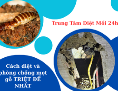 Cách diệt và phòng chống mọt gỗ TRIỆT ĐỂ NHẤT
